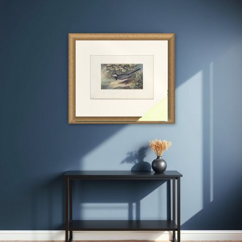 Antique Bird Print of The Pied Wagtail by Bonhote, 1907, shown framed on a wall