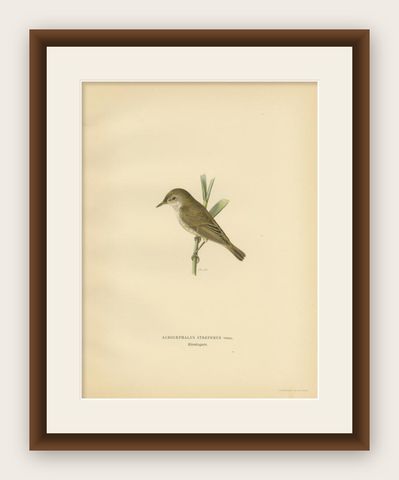 Antique Bird Print of the Reed Warbler by Von Wright, 1927, shown framed