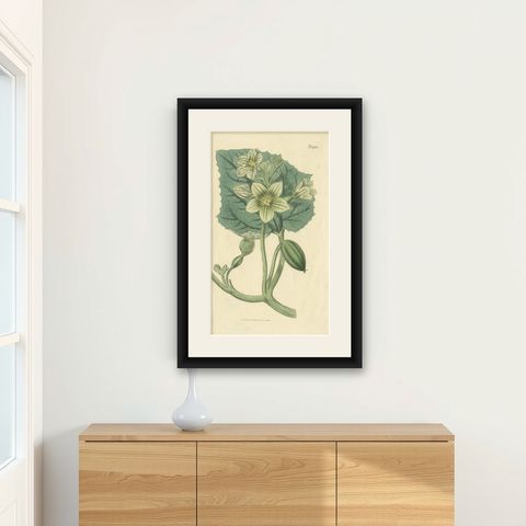 Antique Botany Print of Ecballium Elaterium by Curtis, 1817, shown framed on a wall