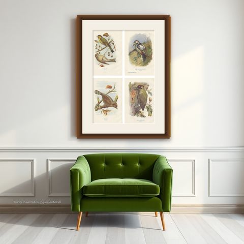 Set of 4 Antique Bird Prints Siskin, Woodpecker, Wryneck, 1901, shown framed on a wall