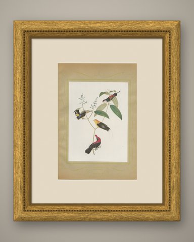 Cotingas and Long-Tailed Manakins, Brazilian Bird Print, Descourtilz, 1944, shown framed