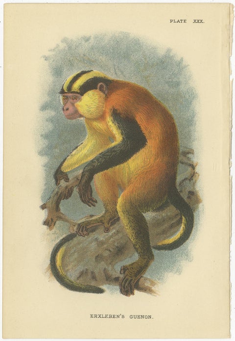Set of 4 Antique Prints of Guenon Monkey Species by Lloyd, 'circa 1894', view 5