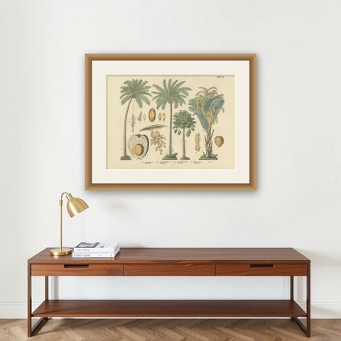 Antique Palm Tree Botanical Print, Exotic Tropical Plate, German Atlas 1885, shown framed on a wall