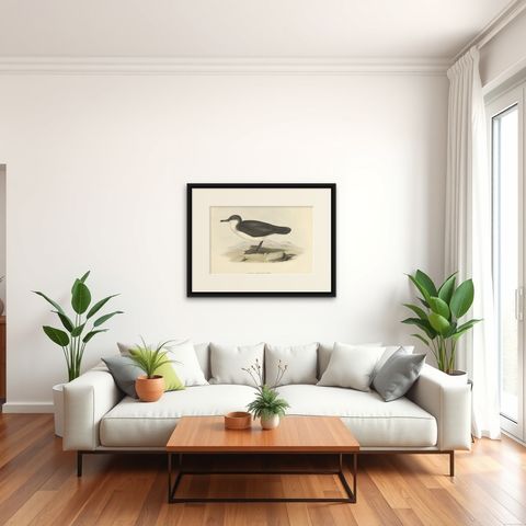 Dusky Shearwater, Antique Bird Lithograph by John Gould, c.1832, shown framed in a room