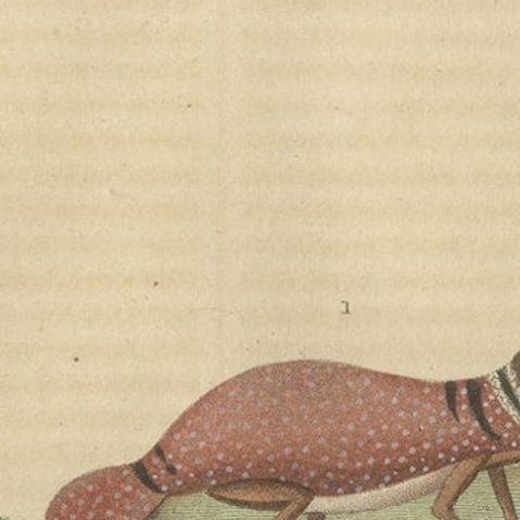 Old Hand-Colored Print of an Australian Thick-tailed Gecko and a Leaftail Gecko, close-up 2