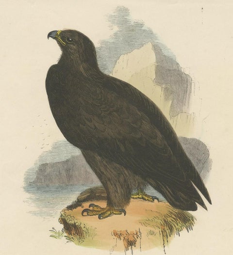 The Majestic Golden Eagle, Antique Wood Engraving, circa 1860, close-up 3