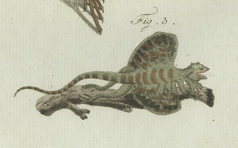 Original Antique Print of Exotic Lizards and Flying Dragon by Bertuch, c. 1800, close-up 5