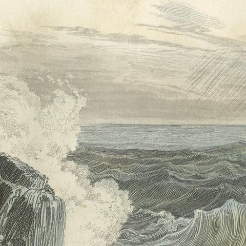 Le Squale Scie (Sawfish), Hand-Colored Engraving, 1840, close-up 6