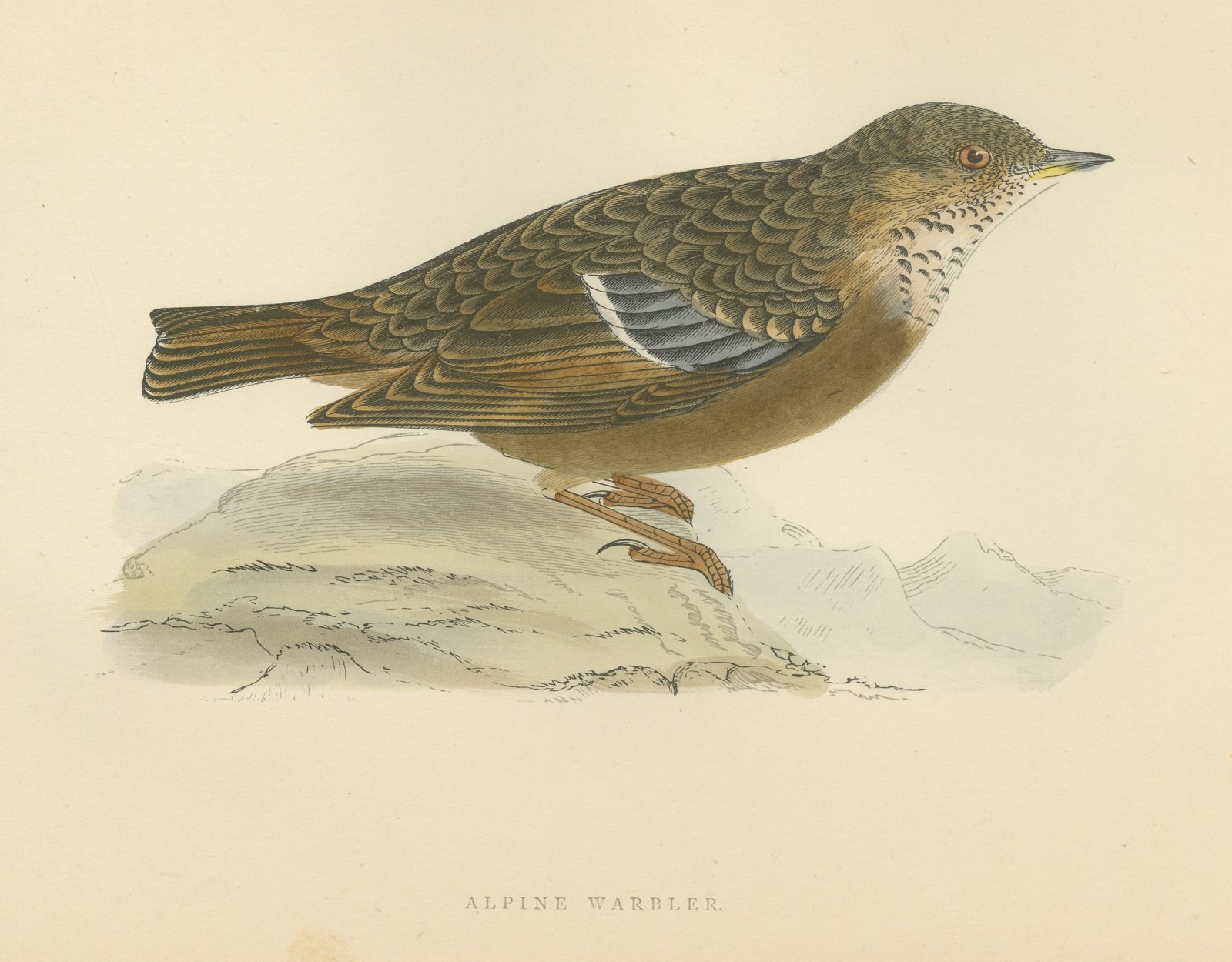 Alpine Warbler or Alpine Accentor on a Rock, Hand Colored Print, 1896