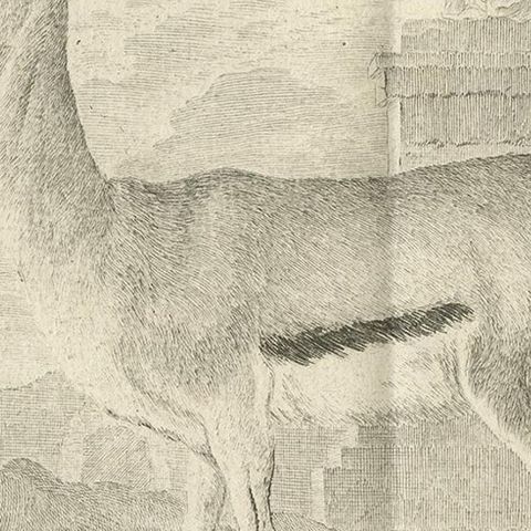 Pl. 29 Antique Print of an Antelope Species by Buffon, 1769, close-up 2