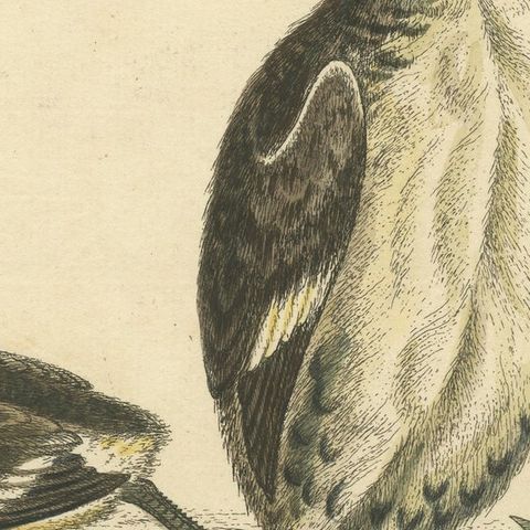 Antique Bird Print of two Grebes, close-up 2