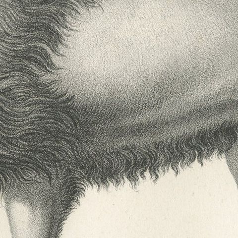 Original Antique Print of a Barbary Lion by Brodtmann, close-up 2