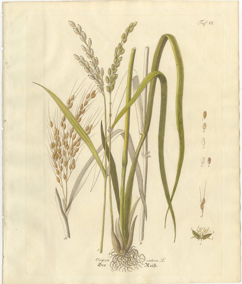 Antique Rice Botanical Print, Oryza Sativa, Hand Colored, c.1831, view 2