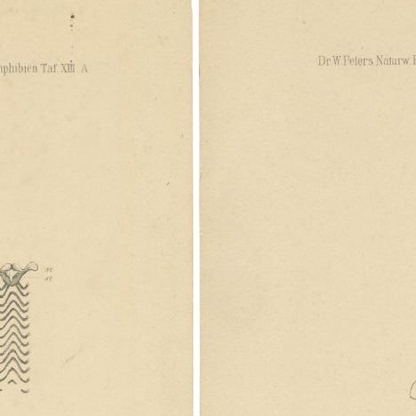 Set of 2 Antique Prints of the Anatomy of a Worm Lizard and Other Amphibians, close-up 1