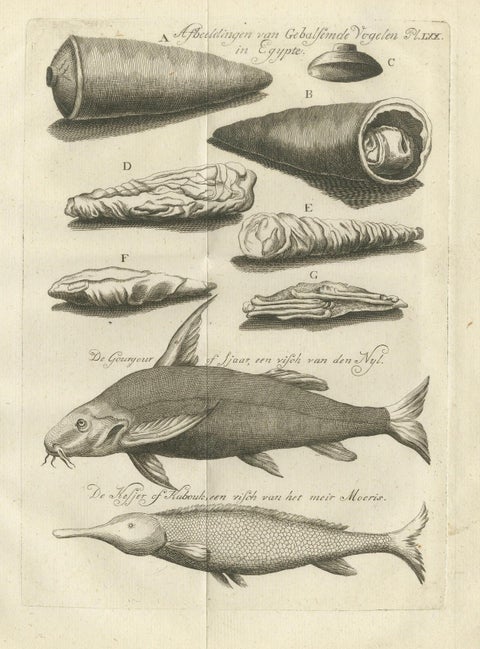 Embalmed Birds and Nile Fish, Egyptian Natural Curiosities, c.1776, close-up 4