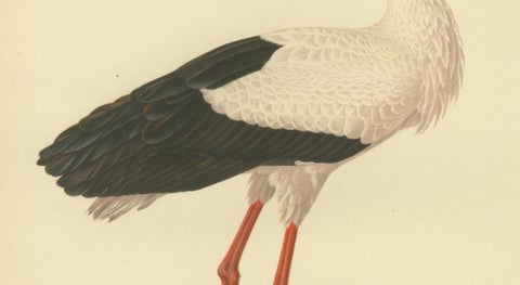 Antique Scandinavian Bird Lithograph, White Stork, Svenska Fåglar 1929, close-up 3