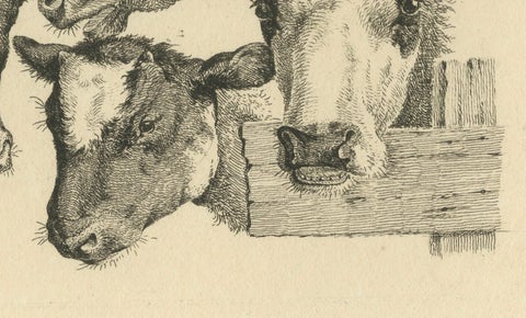 Etching of Four Cow Heads: Detailed Farm Animal Study by Oberman, 1809, close-up 2