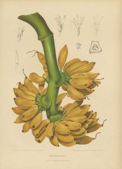 Antique Banana Botanical Chromolithograph by Hoola van Nooten, c. 1880, close-up 1