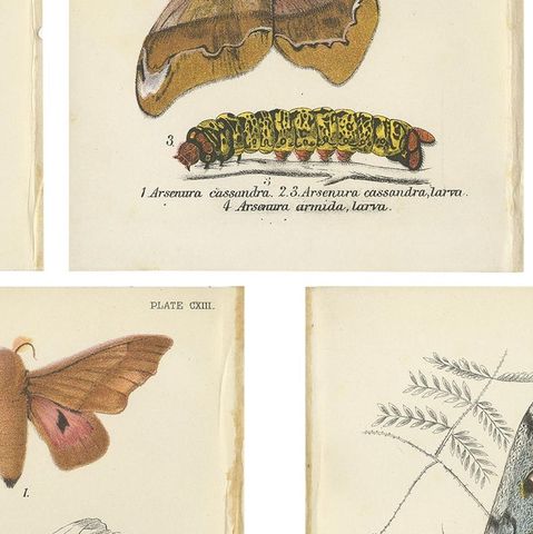 Set of 5 Antique Prints of Various Moths by Lloyd, circa 1897, close-up 2