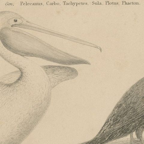 Antique Print of the Common Pelican, Cormorant and Other Birds, 1840, close-up 1