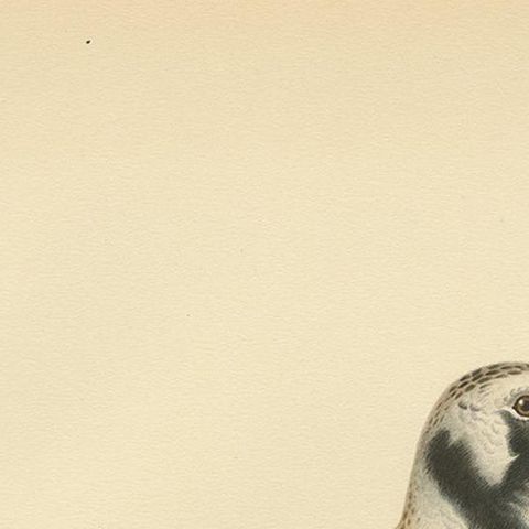Antique Bird Print of the Ruddy Turnstone 'Male' by Von Wright '1929', close-up 1