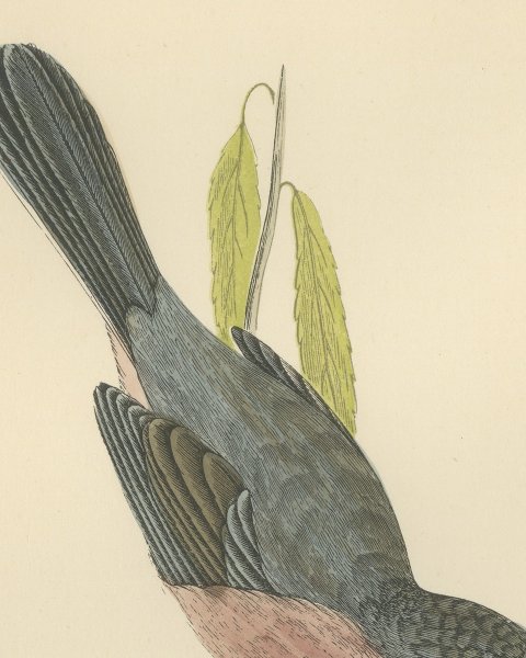 Dartford Warbler Clinging Head Down, Antique Hand Colored Print, Morris, 1896, close-up 2