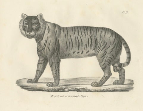 19th-Century Lithograph of the Majestic Striped or Royal Tiger, close-up 4
