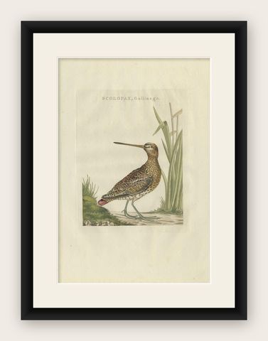 Antique Bird Print of a Common Snipe by Sepp & Nozeman, 1797, shown framed