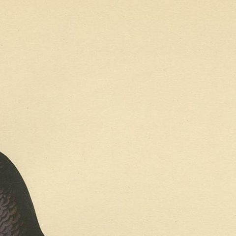 Antique Bird Print of the Black Grouse 'Male' by Von Wright, 1929, close-up 1