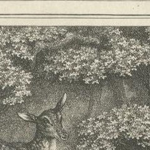Antique Print of Deers by Howitt '1812', close-up 1