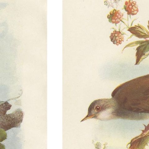 Set of 4 Antique Bird Prints Wren, Whitethroat, Robin, 1901, close-up 1