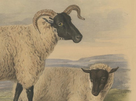 Old Lithograph of an Ewe and Lamb of the Old Norfolk Breed - 1841, close-up 1