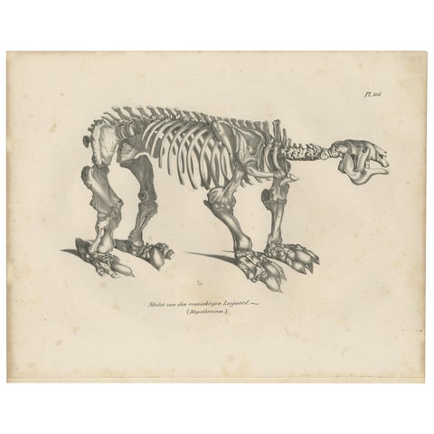 Megatherium Skeleton Lithograph, Giant Ground Sloth, Brodtmann c.1830
