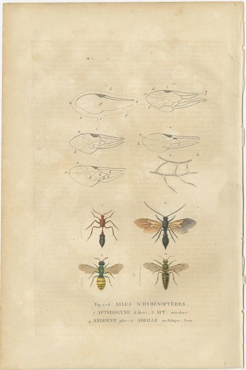Entomological Treasury: A Detailed Study of Insect Diversity, 1845, view 3
