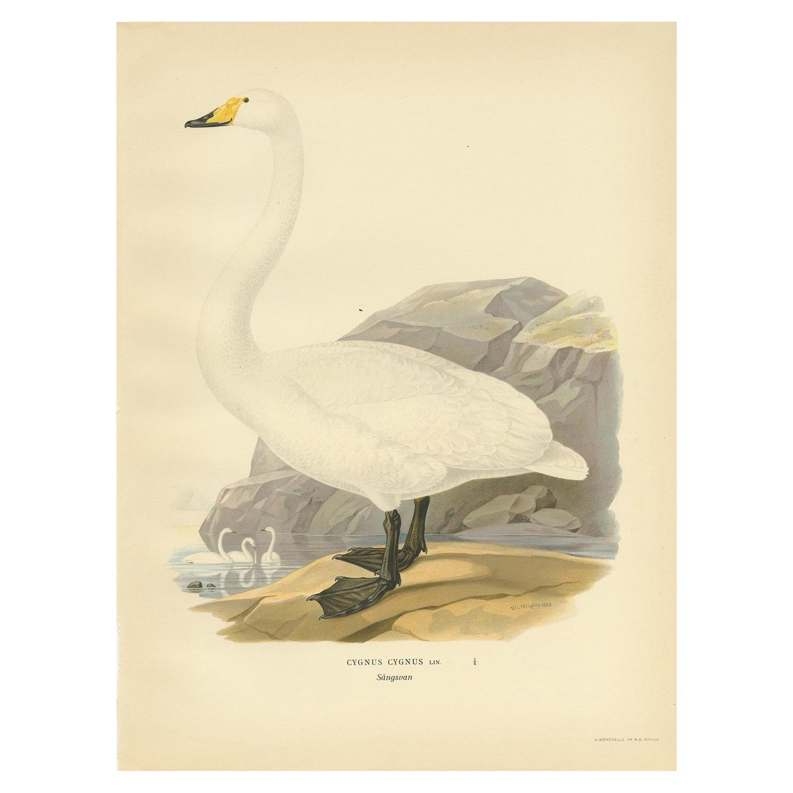 Cygnus Cygnus Antique Bird Print, Whooper Swan, Early 20th Century