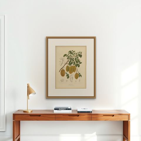 Antique Star Fruit Botanical Chromolithograph by Hoola van Nooten, c. 1880, shown framed on a wall