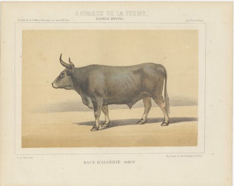 Algerian Ox, North African Cattle Chromolithograph by Olivier de Penne, 1863, view 2