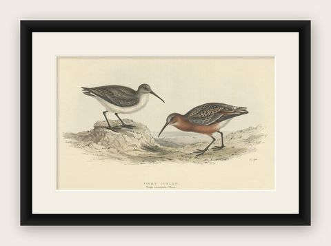 Antique Hand-Colored Bird Print of the Pygmy Curlew by Gould, 1832, shown framed