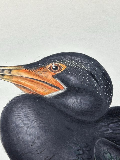 Antique Bird Print of the Great Cormorant or Black Shag, 1832, view 4