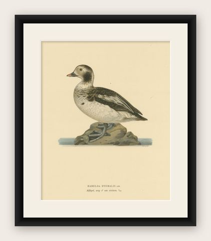 Winter's Youth: A Bird Print of The Young Long-tailed Duck by Magnus von Wright, shown framed