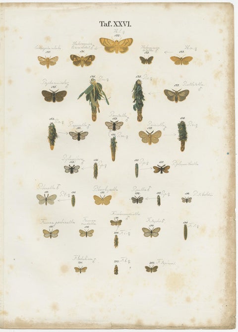 Set of 6 Antique Prints of Various Butterflies and Moths by Ramann, circa 1870, view 2