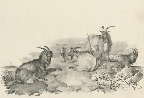 No.4 Antique Print of Goats by Cooper, '1839', view 2