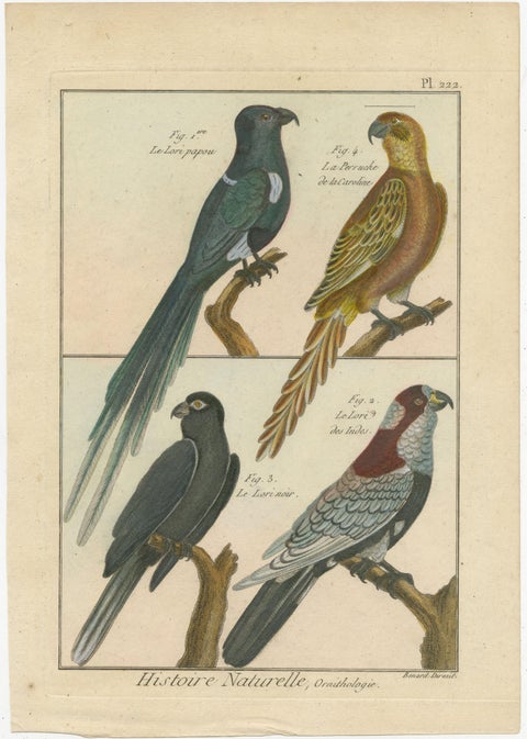 Beautiful, Hand-Colored, Rare Copper Engraving of Four Parrots '1792', view 2