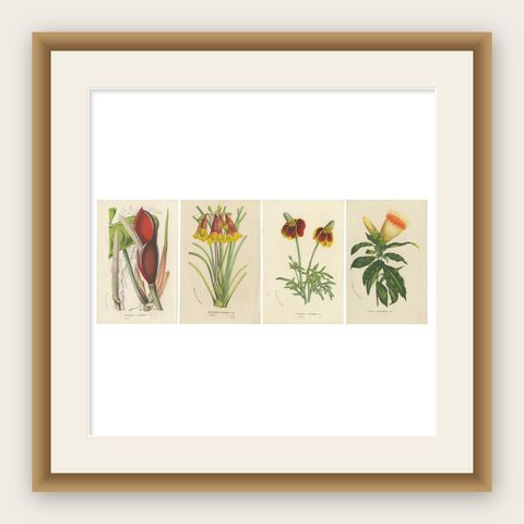 Flora Illustrated: A Collection of 19th Century Botanical Art, Published c.1875, shown framed
