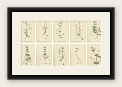 Set of 10 English Botanical Prints 1902, Galium & Asperula, Sowerby, shown framed