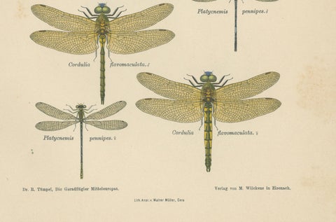 Set of Three Dragonfly & Damselfly Lithographs by Richard Tümpel, 1908, close-up 3