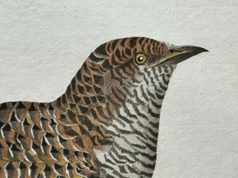 Rufous Cuckoo, Hand-Coloured Engraving with Dutch Text, 1770–1829, view 6