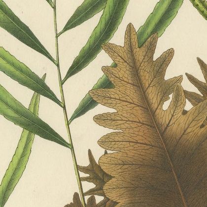 Rare, Artfully Crafted Lithograph of Ferns of Java 'Polypodium', 1829, close-up 2