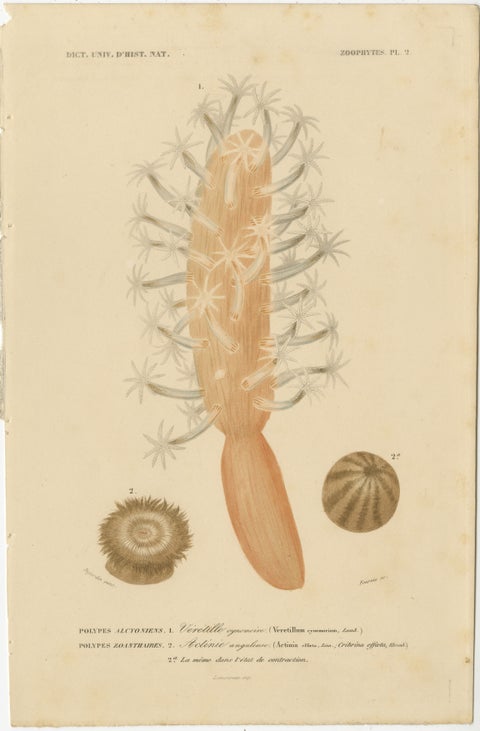Marine Splendor: Hand-Colored Zoophytes of the 19th Century, view 2