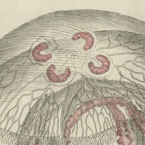 Eared Jellyfish: Detailed Engraving from Bertuch's Children's Encyclopedia, 1805, close-up 4